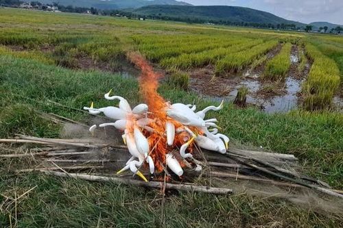 Ngăn chặn nạn tận diệt chim trời mùa di cư