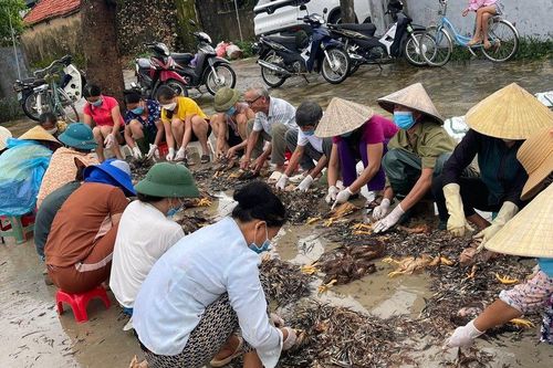 Xúc động cả làng đến giúp chủ trại sơ chế gần 4.000 con gà chết do lũ