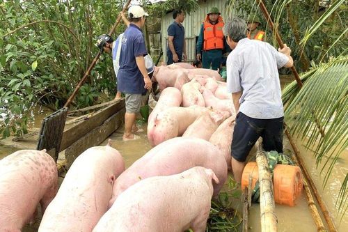 'Người trong vùng lũ có thể bị ướt nhưng lợn gà thì phải khô'