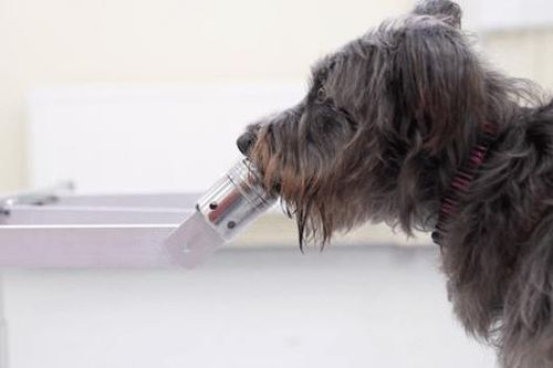 Các nhà khoa học chỉ ra: Loài chó có thể đánh hơi được 'mùi căng thẳng' của con người