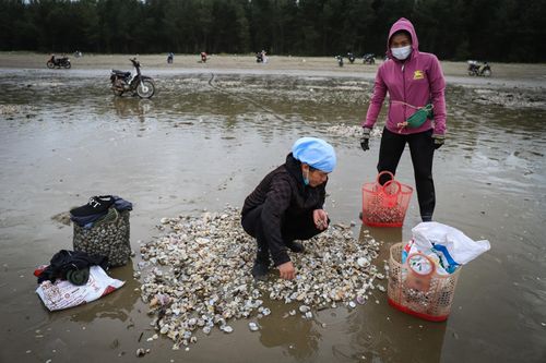 Hàng tấn sò lông phơi dọc bãi biển, người dân Hà Tĩnh đổ xô đi vớt