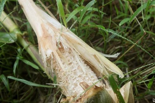 Sau mưa lũ, chuột hoành hành phá nát đồng ruộng