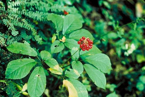 Bộ Y tế: Lấy sâm Ngọc Linh làm chủ lực trong Đề án dược liệu tại Quảng Nam