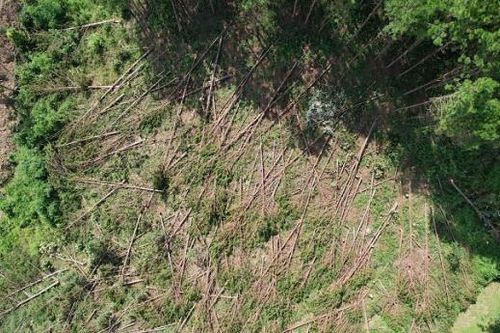 Tỉnh Lâm Đồng chỉ đạo điều tra vụ phá rừng thông 20 năm tuổi