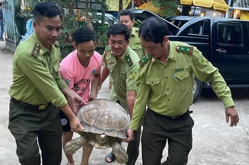 Người dân giao nộp con rùa 70 kg ở Phú Quốc