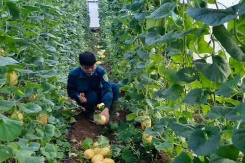 Khát vọng làm giàu từ trồng rau sạch