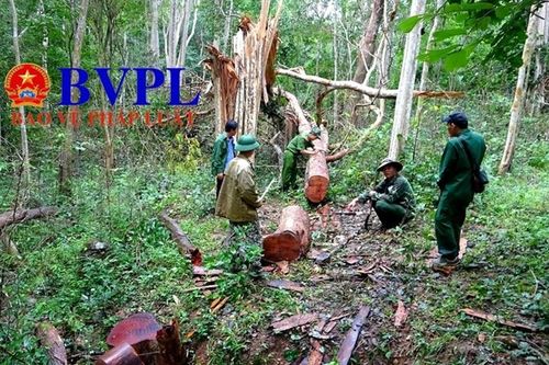 Rủ nhau vào Khu bảo tồn cưa hạ gỗ quý, 4 đối tượng bị khởi tố