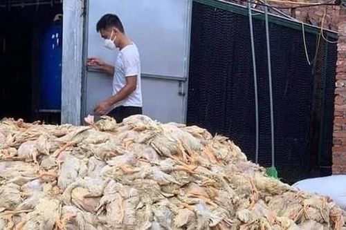 Thông tin 6 vạn con vịt bị chết do mưa lũ ở Nghệ An là không chính xác