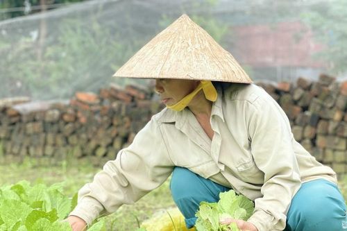 Rau xanh tăng giá mạnh sau lũ