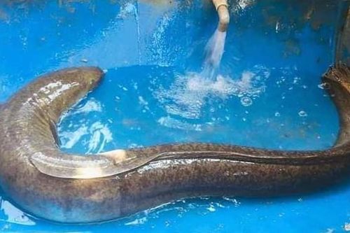 Người dân Thanh Chương liên tiếp bắt được cá lệch 'khủng' trên sông Lam