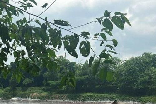 Vi phạm về bảo vệ môi trường, một công ty chăn nuôi bị phạt 125 triệu đồng
