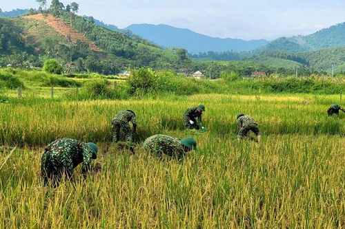 Bộ đội xuống đồng giúp dân thu hoạch lúa sau mưa lũ