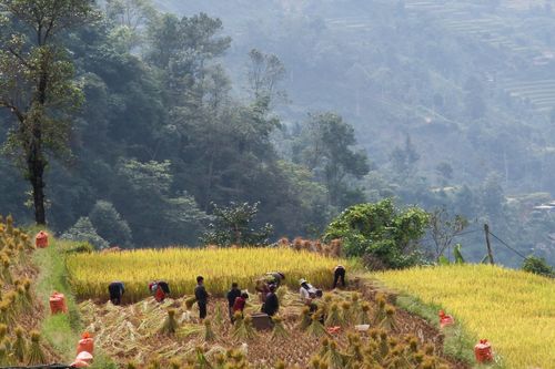 Bảo tồn nét văn hóa đặc trưng của dân tộc Cờ Lao ở Hà Giang