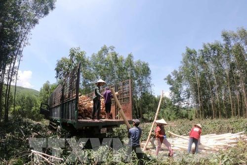 Giá gỗ keo nguyên liệu ở Đắk Lắk tăng cao