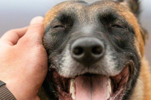 Cưng nựng một chú chó có tác dụng chữa bệnh đối với bộ não