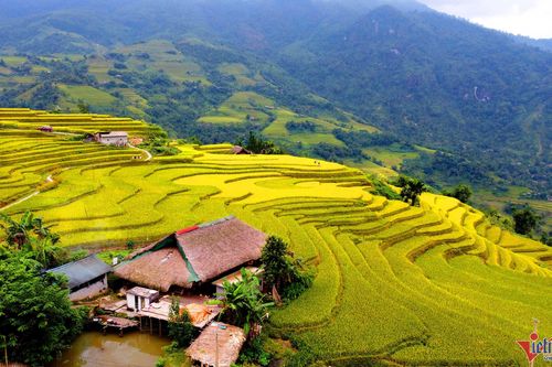 Mê đắm thu vàng vờn mây trên những thửa ruộng bậc thang miền biên viễn