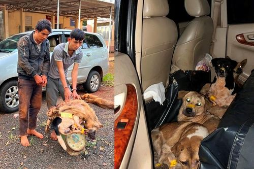Bắt giữ 2 đối tượng chuyên dùng ô tô biển số giả đi trộm chó
