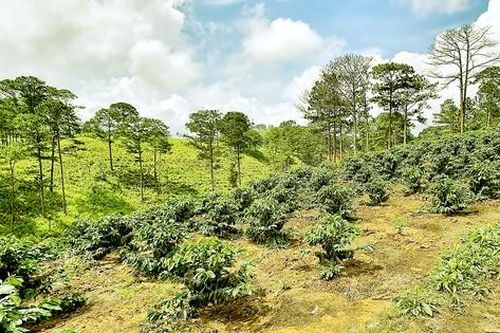 Đất rừng Tây Nguyên 'bay màu' - Bài 1: Công khai xà xẻo, mua bán đất rừng