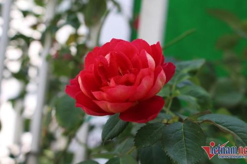 Nguồn gốc, ý nghĩa ngày Phụ nữ Việt Nam 20/10