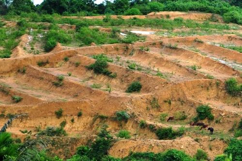 Đưa vào sử dụng gần 100.000 ha đất dự án 'treo'