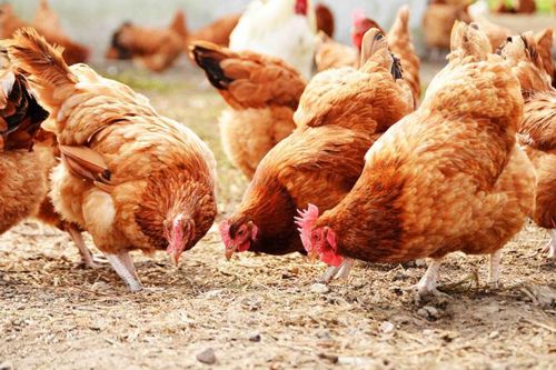 Nóng: Sau hơn 8 năm, Việt Nam tiếp tục xuất hiện ca cúm A (H5) trên người