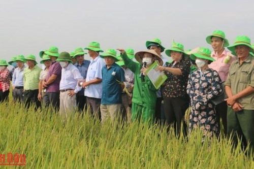Tập đoàn ThaiBinh Seed công bố nhiều giống lúa chất lượng cao