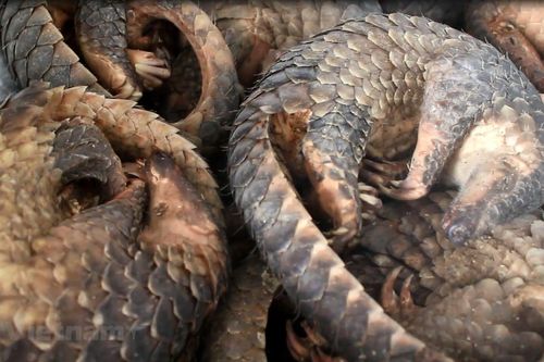 WWF: Chiến dịch truyền thông thay đổi hành vi tiêu thụ thịt thú rừng