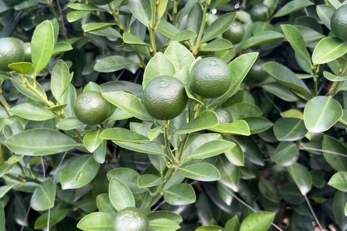 Làng cây cảnh xã Nam Phong, Nam Định: Toàn bộ cây quất to đã có khách đặt trước