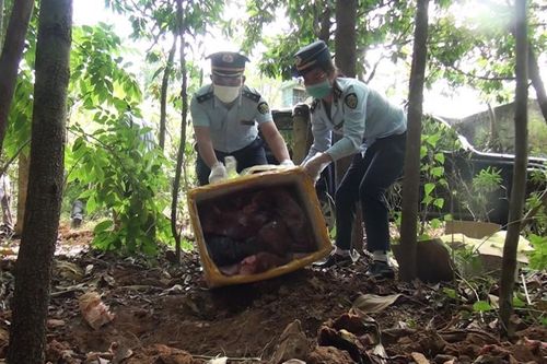 Sơn La: Bắt ô tô chở 215 kg nội tạng bốc mùi hôi thối đi tiêu thụ