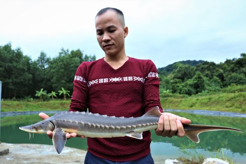 Nuôi thành công cá tầm ở Hà Tĩnh