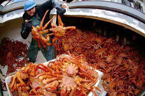 Đằng sau sự biến mất bí ẩn của hàng tỷ con cua tuyết Alaska