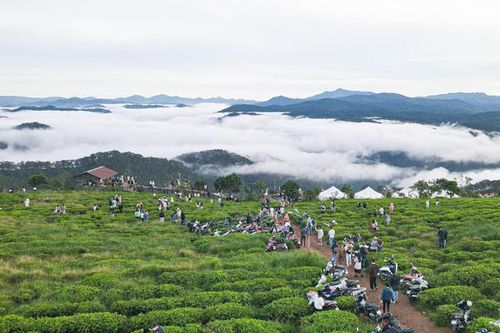 Vượt sương mù săn mây Đà Lạt: 4h sáng trăm xe nối đuôi, du khách quấn chăn tránh rét 13 độ