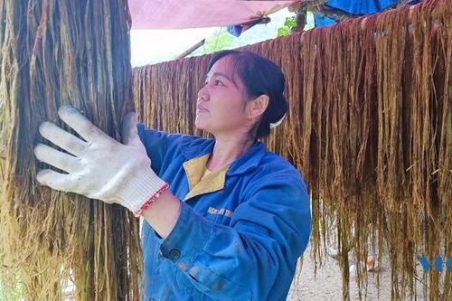 Thu hoạch cây gai xanh ở bản Muỗng