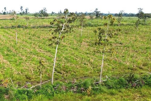 Đắk Lắk: Một doanh nghiệp thuê rừng cải tạo, bảo vệ nhưng để suy giảm hơn 326ha rừng
