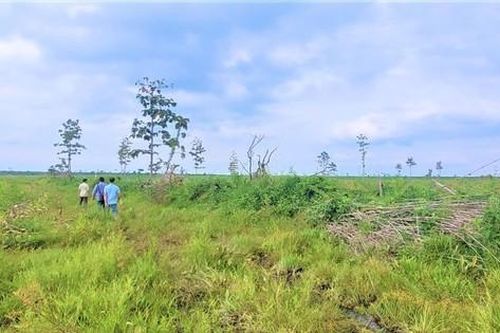 Dự án bảo vệ rừng để mất hàng trăm héc-ta rừng