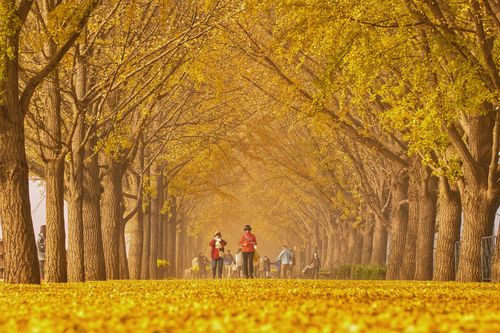 Theo chân người Việt ở Hàn Quốc đi săn cảnh thu vàng đẹp như những thước phim