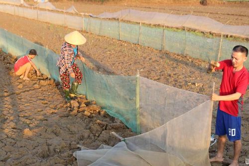 Nông dân Hưng Nguyên công phu đắp bờ chuẩn bị 'săn' rươi
