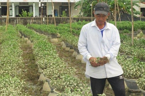 Thừa Thiên-Huế: Nhiều nông dân trồng hoa Tết có nguy cơ trắng tay