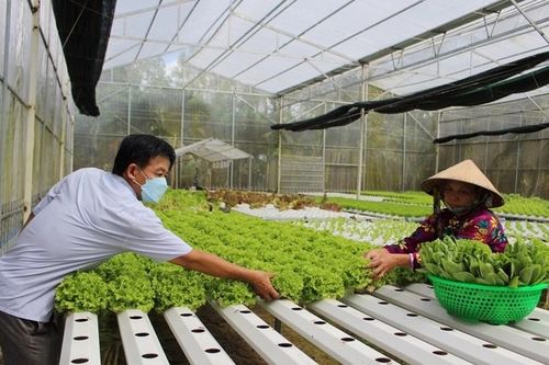 Nhân rộng mô hình HTX phát triển sản xuất gắn với bảo vệ môi trường