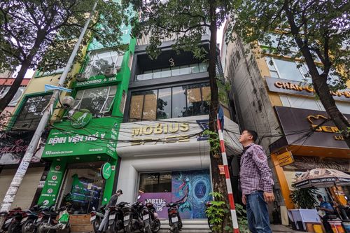 Ngắm hàng cây hoa sữa sắp phải di dời vì mùi hương nồng nặc ở Hà Nội