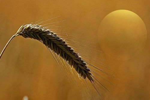 Tản văn hay: Trục lúa đêm