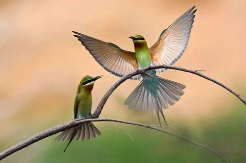 Quần thể chim hoang dã chịu ảnh hưởng nặng nề từ biến đổi khí hậu