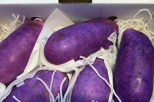 Hà Nội: Nho tím khổng lồ có giá gần nửa triệu đồng/quả