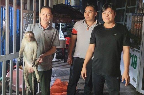 Sau tiếng nổ lớn, phát hiện khỉ quý hiếm bất tỉnh vắt người trên trụ điện