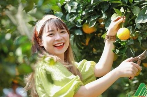 Tất tật về vườn cam Ly Mộc Châu siêu đẹp và ngon