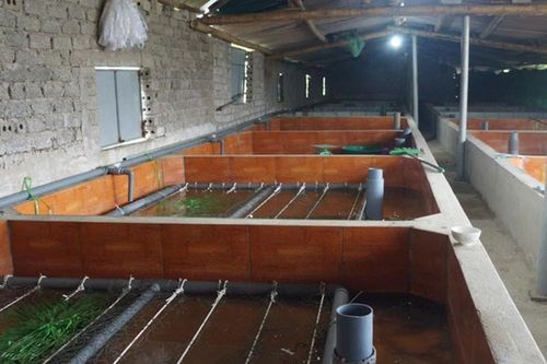 Lạ mà hay: Cho lươn nghe nhạc thu hàng trăm triệu đồng