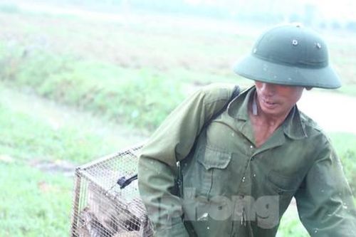 Nông dân 'bỏ túi' tiền triệu nhờ săn loài gặm nhấm này