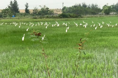 Ngăn chặn nạn diệt chim trời