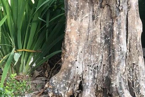 Loạt cây xanh chết trên đường phố Hà Nội nghi do đầu độc