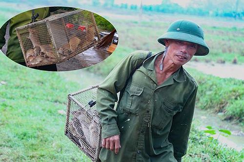 Đổ xô săn con phá hoại mùa màng, thu tiền triệu vẫn không đủ bán